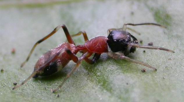 怎会有六脚蜘蛛?